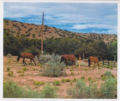 TRES AMIGOS, Placitas 