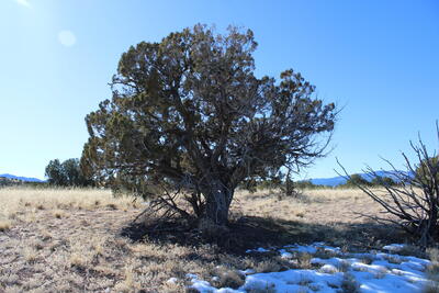 105 Acres Demetrio Road, Sandia Park 