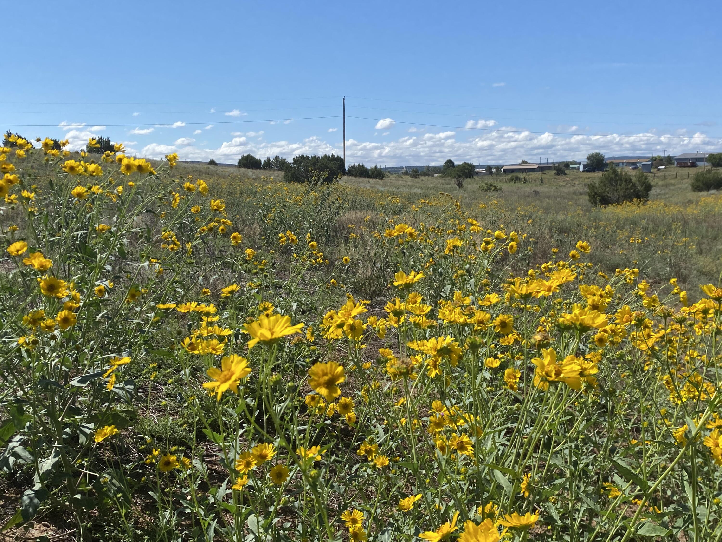 Tbd Pioneer Road - Main Image