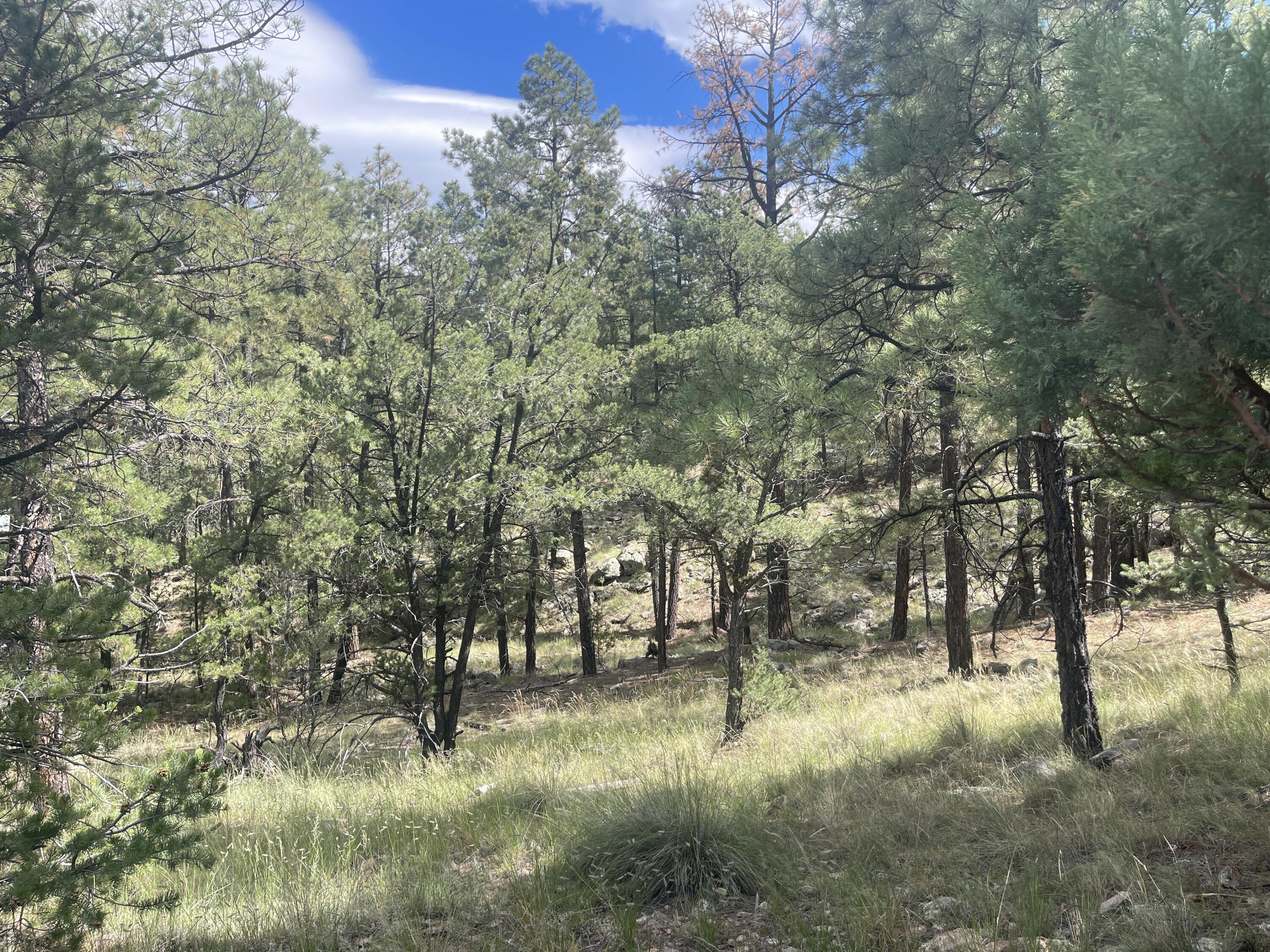 9.36 ACRES END OF HOP CANYON - Main Image
