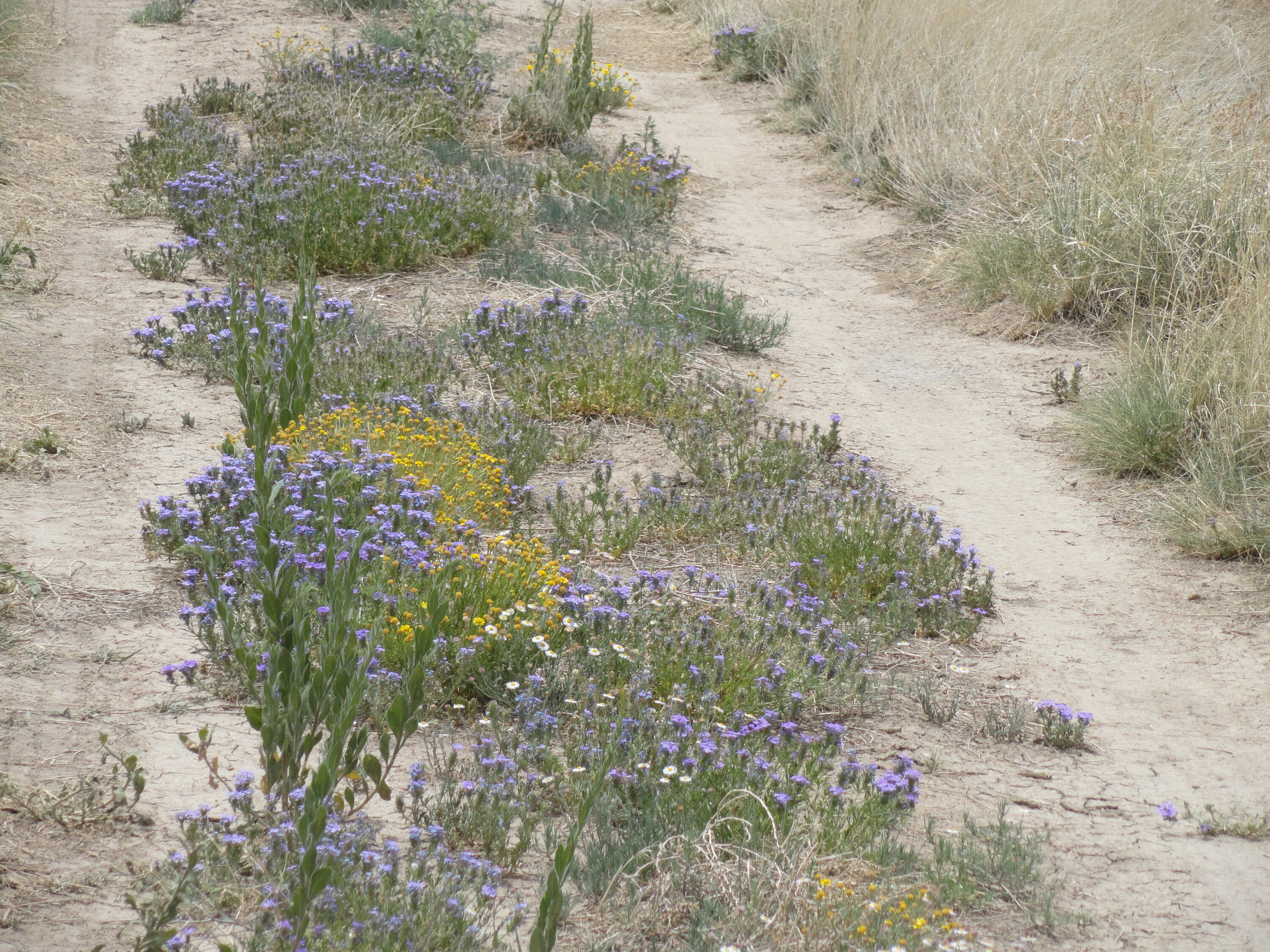 Canyon Road - Main Image