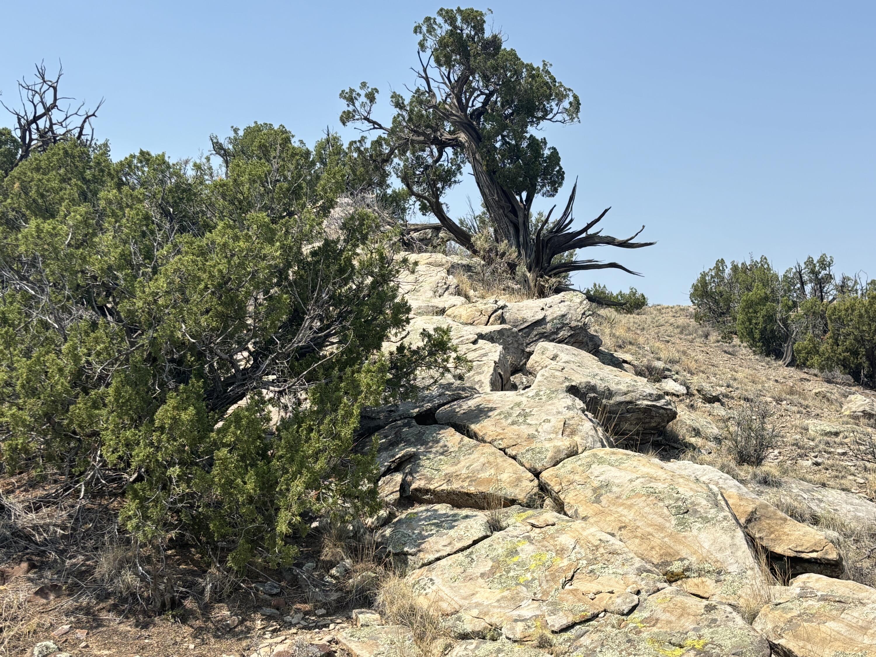 Lots 63&64 Abbe Springs Ranch - Main Image