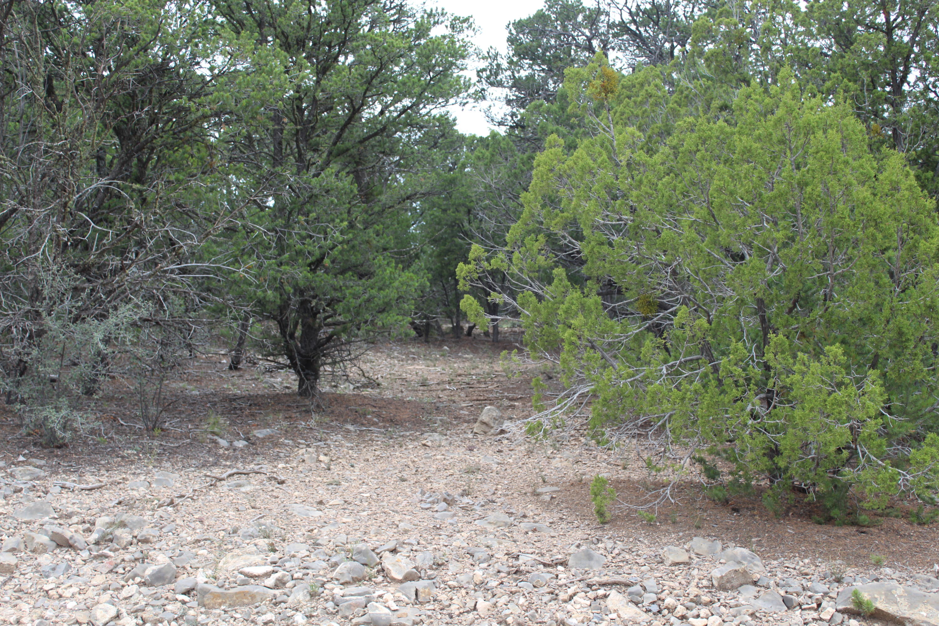 5 MANZANO Loop - Main Image