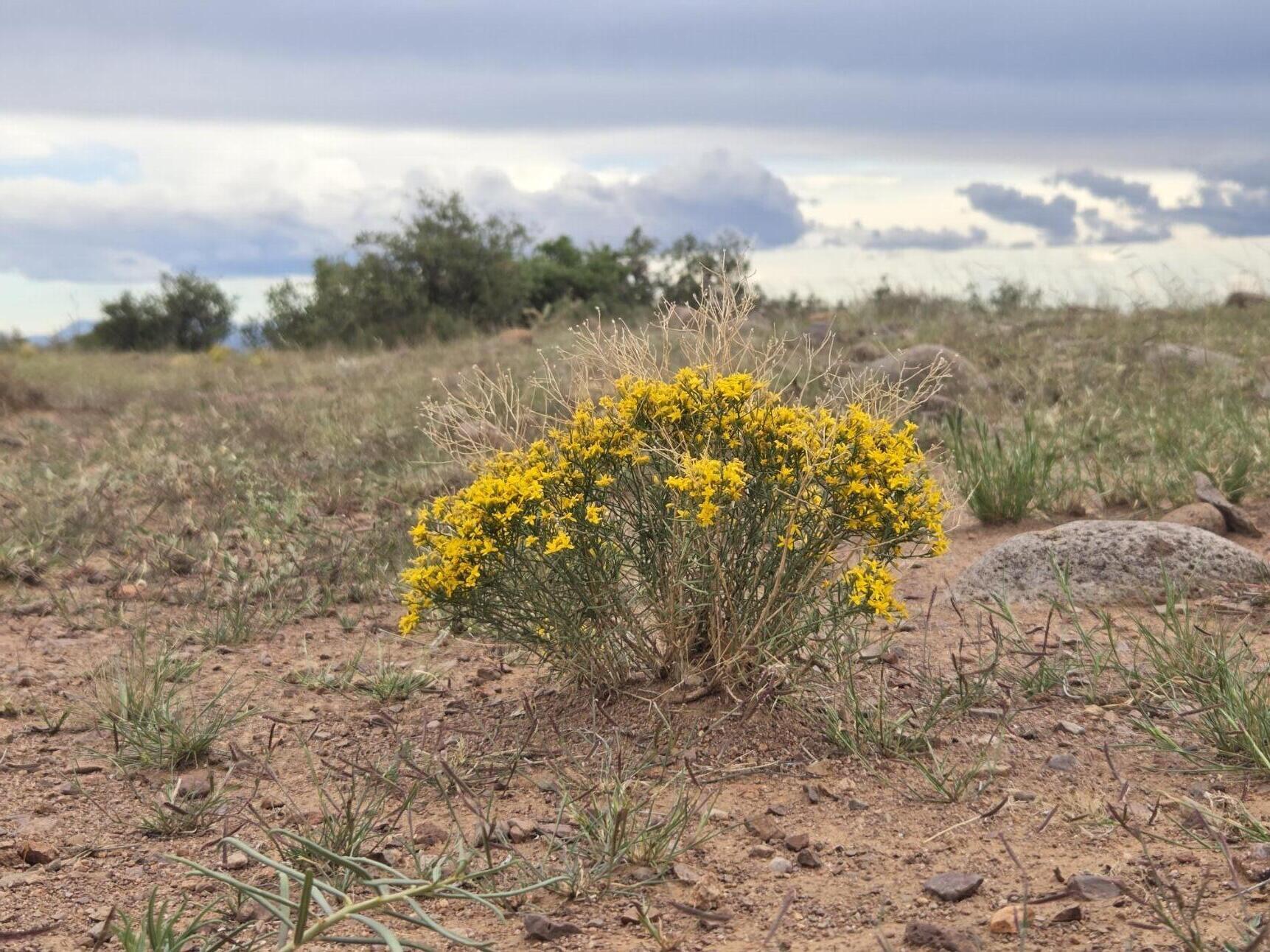 VL WILLOW SPRINGS RANCH Lot 2-9 - Main Image