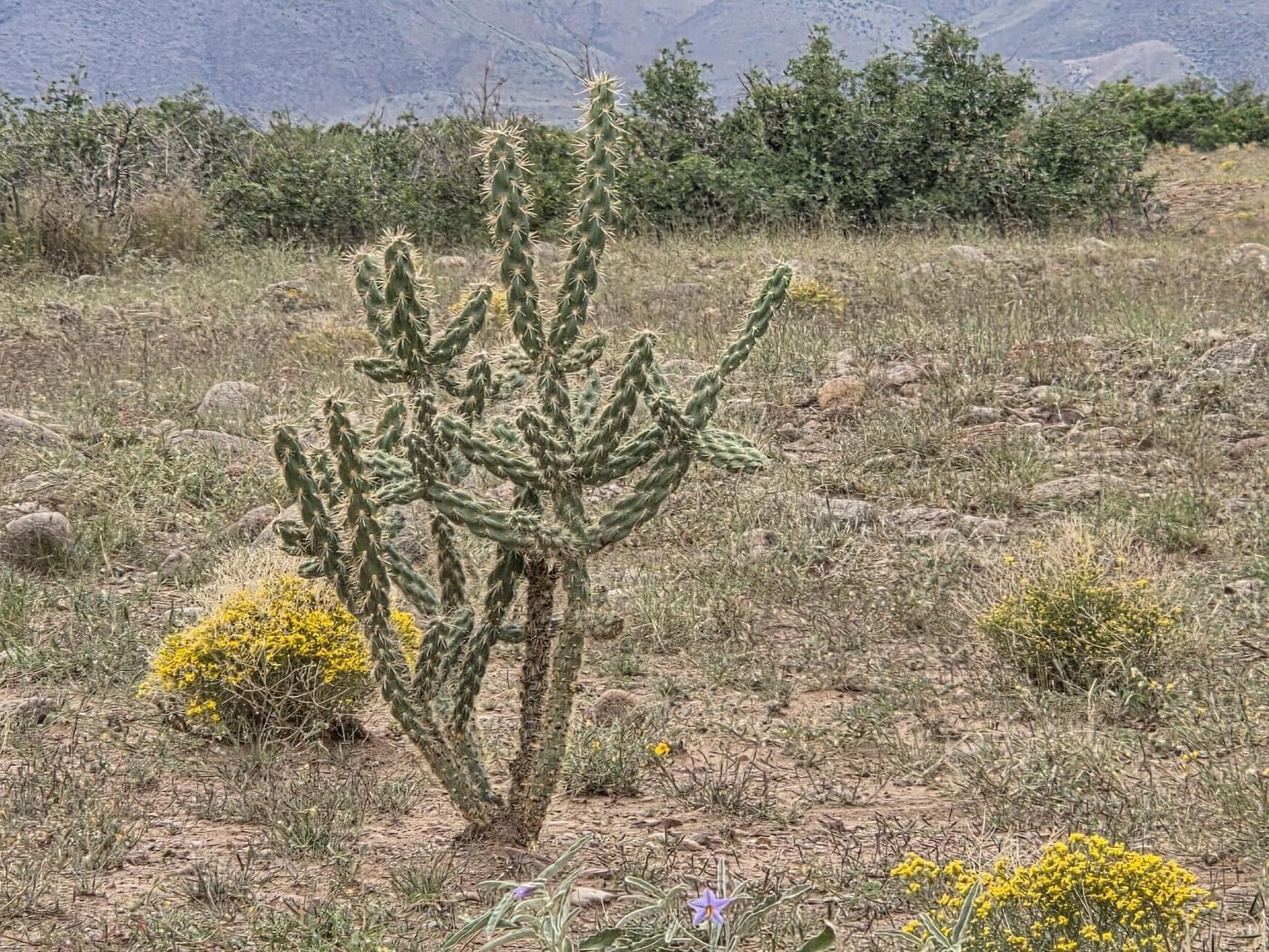 VL WILLOW SPRINGS RANCH Lot 2-6 - Main Image