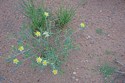 Lot 125 Rancho Rio Grande 11e, Los Lunas 